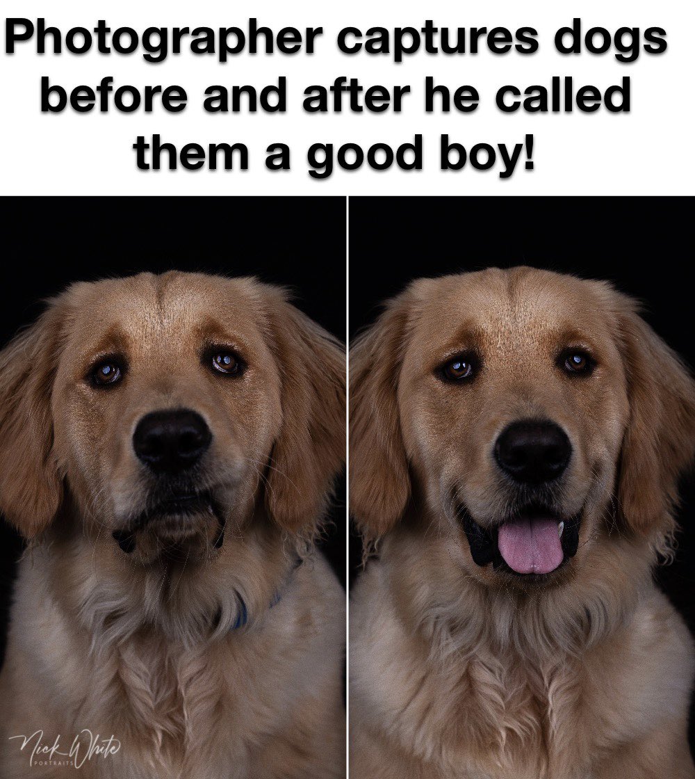 NickWhiteK9's tweet photo. “RT” if you LOVE this! 😍🐶 https://t.co/Mp8RPvPhNL