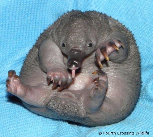 thread of puggle aka baby echidna pics
