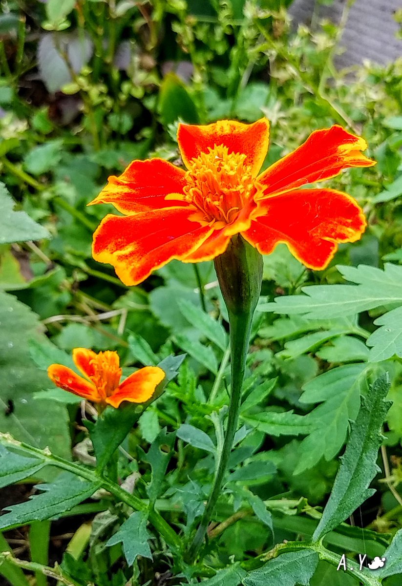 yumeasutw's tweet photo. 熱帯夜明けで、日差しが厳しく蒸し暑い♨️木曜日の朝☀️

只今の気温🌡️31℃

本日の最高気温🌡️35℃
晴れのち曇り☀️➡️☁️
午後から雲が多くなり、夕方は俄か雨に御用心です。

#イマソラ #イマツキ #月 #moon
#青空 #bluesky
#積雲
#飛行機
#マリーゴールド
#花 #flower
#a2020 #a08013 #a202008 #a2020083 https://t.co/RmLPlkCgr3