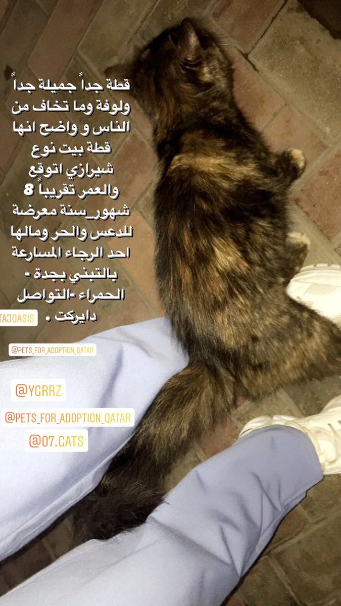<a href="/rt_10000000/">تبنى 🐈</a> <a href="/egatha2012/">جمعية إنقاذ</a> <a href="/CatCat_120/">عاجل انقاذ قطط</a> #انقاذ_قطط #أنا_صوتهم #تبني_قطط #تبنى_لاتشتري #تبنى_لا_تشتري #تبنى