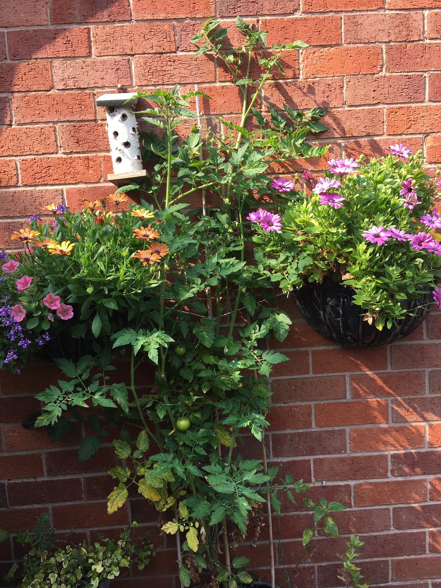 louiseaharding's tweet photo. I'm completing my #weactivechallenge board, being more active in August (and beyond), here's my evidence for one of the board tasks #WAC201 You can take part too here https://t.co/ExRQfWx9dP busy watering my tomatoes and flowers this week 🤗 https://t.co/bpCL7idb7M