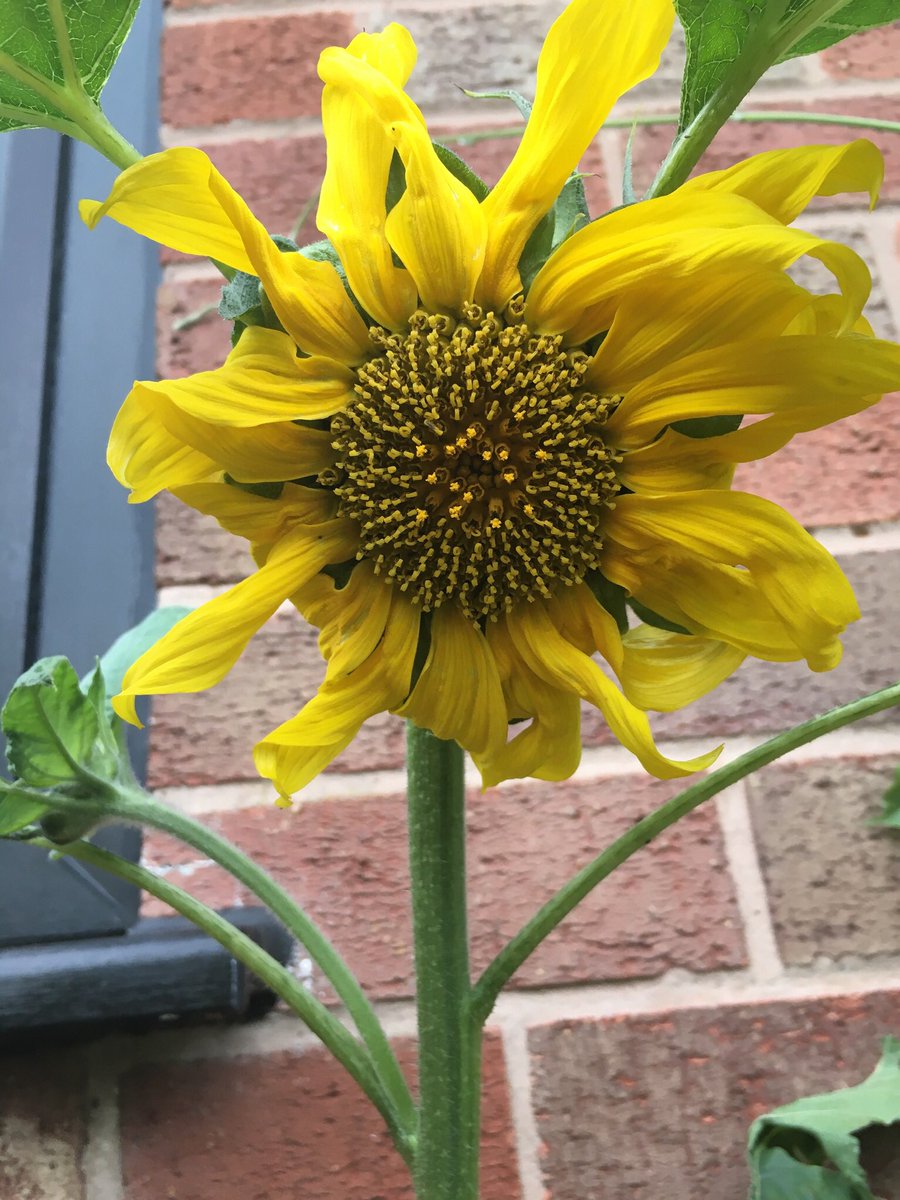 louiseaharding's tweet photo. I'm completing my #weactivechallenge board, being more active in August (and beyond), here's my evidence for one of the board tasks #WAC201 You can take part too here https://t.co/ExRQfWx9dP busy watering my tomatoes and flowers this week 🤗 https://t.co/bpCL7idb7M