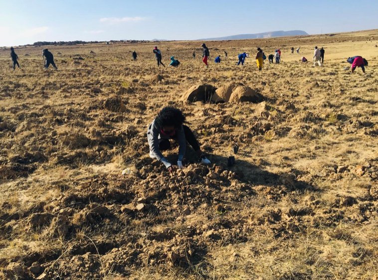Conservation Music Lesotho joined forces with various organizations on August 8th to plant 1000+ fruit trees for the #LimomonaneProducts Orchard Project. This will not only be good for the environment, but also improve livelihoods!
