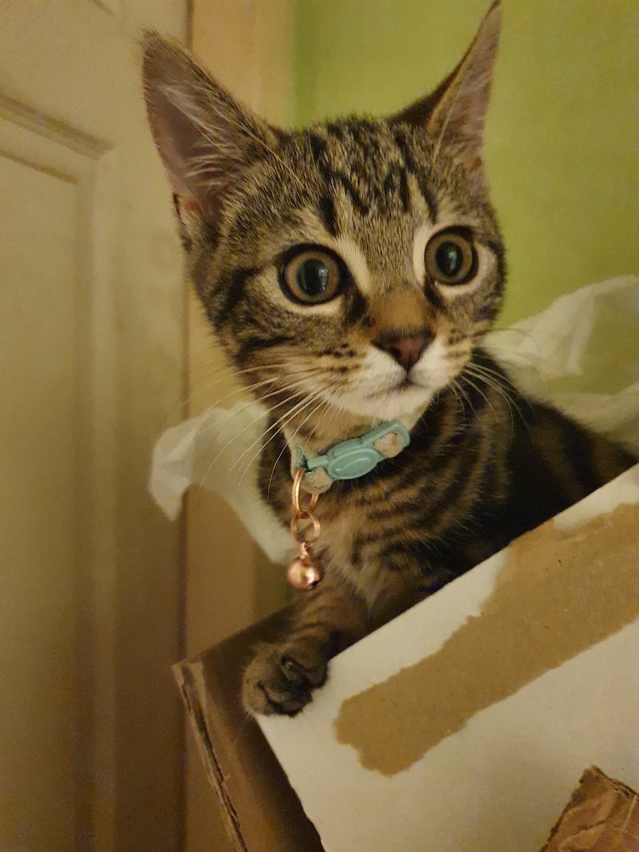 arya_felix's tweet photo. Oh hey no I'm not somewhere I shouldn't be Mum. Do ya like my kitten whiskers hmm #whiskerswednesday https://t.co/8hSK8fCAwy