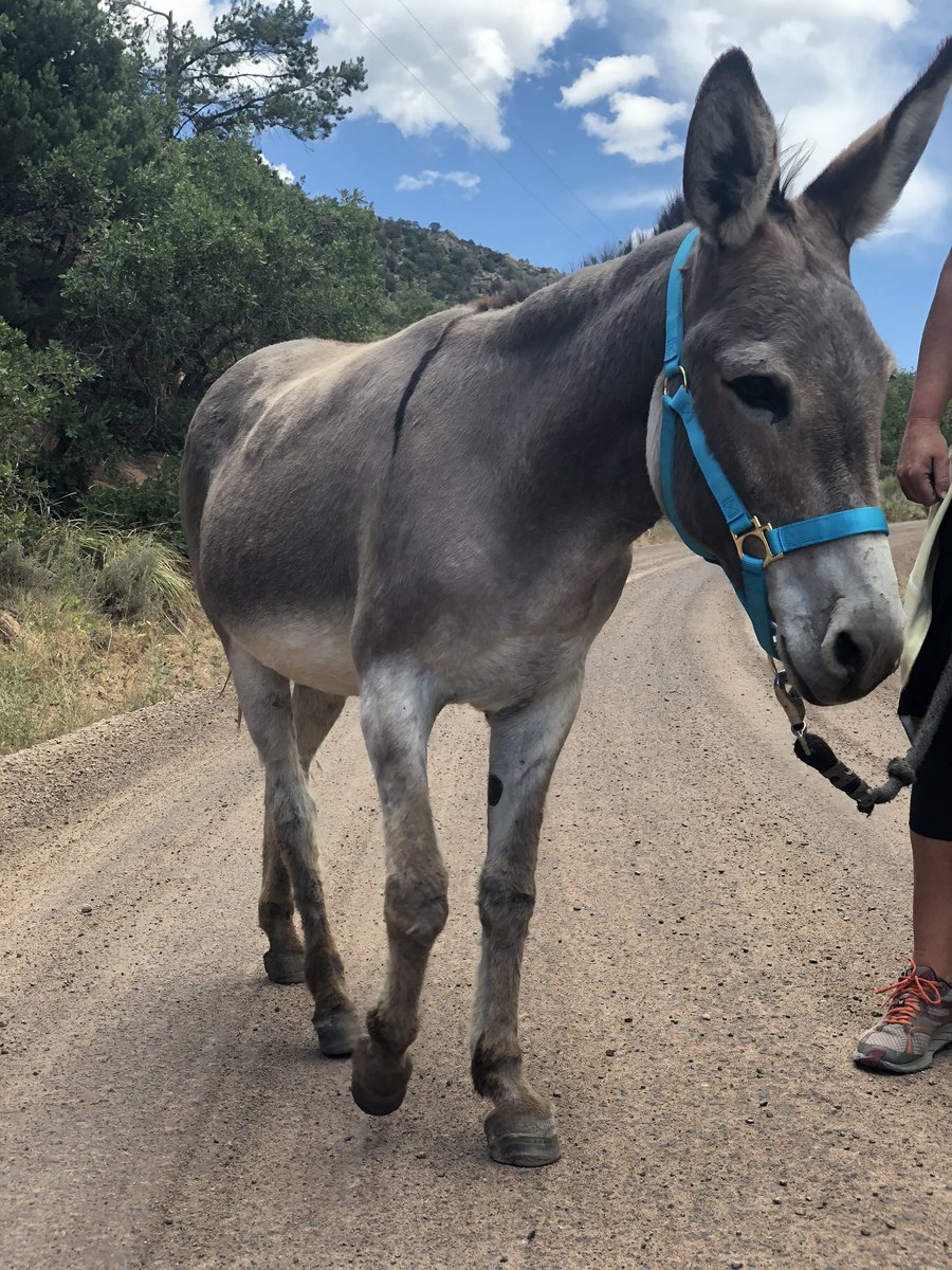 KarenJarchow's tweet photo. Seen on my ride... #willstopforasses https://t.co/F9of3Zg1Ej