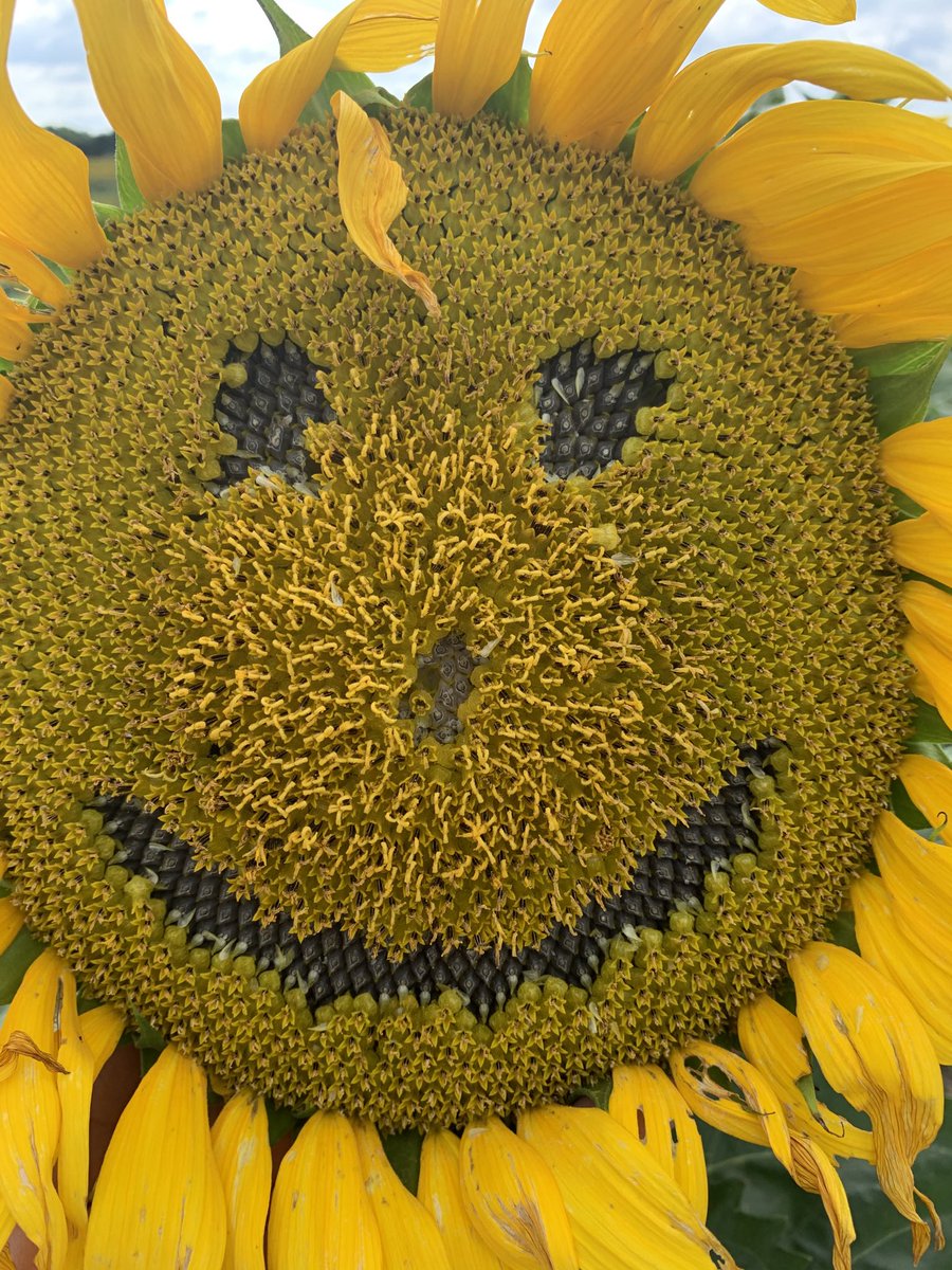 mrchrisstaub's tweet photo. Checking flowers can sometime make you happy. https://t.co/9bJebwhWyH