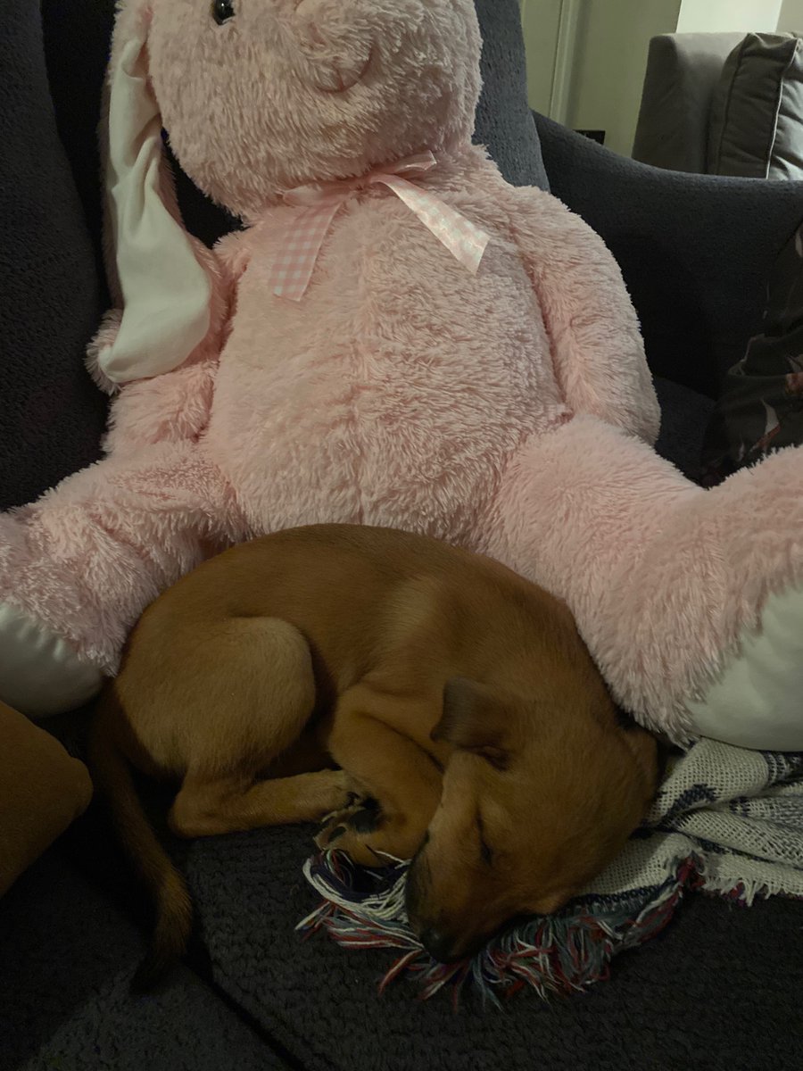 bgrovemd's tweet photo. Also check out my new pupp who honestly should be our mascot. https://t.co/NwyRPWl7zy