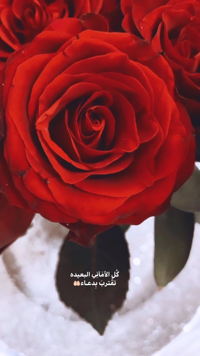 Eimi6988's tweet photo. گُل الأمَآنِي البعيده تقْتربَ بِدعـاء🤲🏻
#سنابيات #سنابيه https://t.co/mdwMPoDr6M