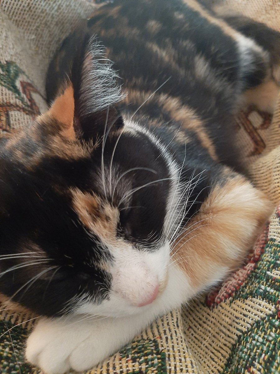 0613krm's tweet photo. sleepy kitty
#CatsOfTwitter #lokithecat https://t.co/uJ4RatWQAQ