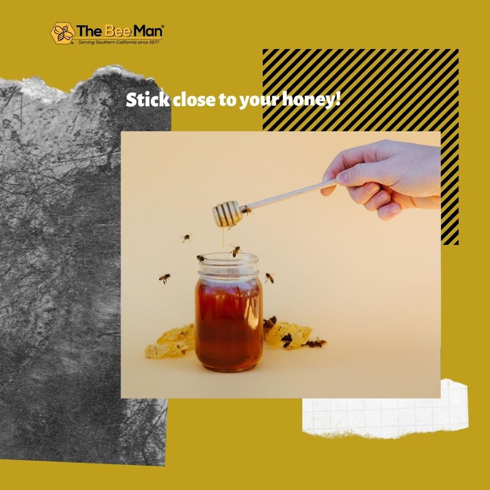 BeeManBuzz's tweet photo. Stick close to your honey 😍
#beeinfestation #TheBeeMan #BeeManBuzz #beeremoval #waspremoval #yellowjacketremoval #beeremovalandrelocation #beeremovalOrangeCounty #waspremovalOrangeCounty #yellowjacketremovalOrangeCounty #beeremovalandrelocationOrangeCounty https://t.co/qZQEYS3d0L