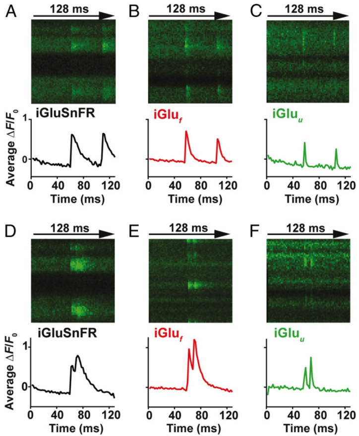 Addgene's tweet photo. New plasmids from Katalin Torok: Ultrafast glutamate sensors resolve high-frequency release at Schaffer collateral synapses. https://t.co/Gf1RAL1DkM https://t.co/1tRE1IUDZP