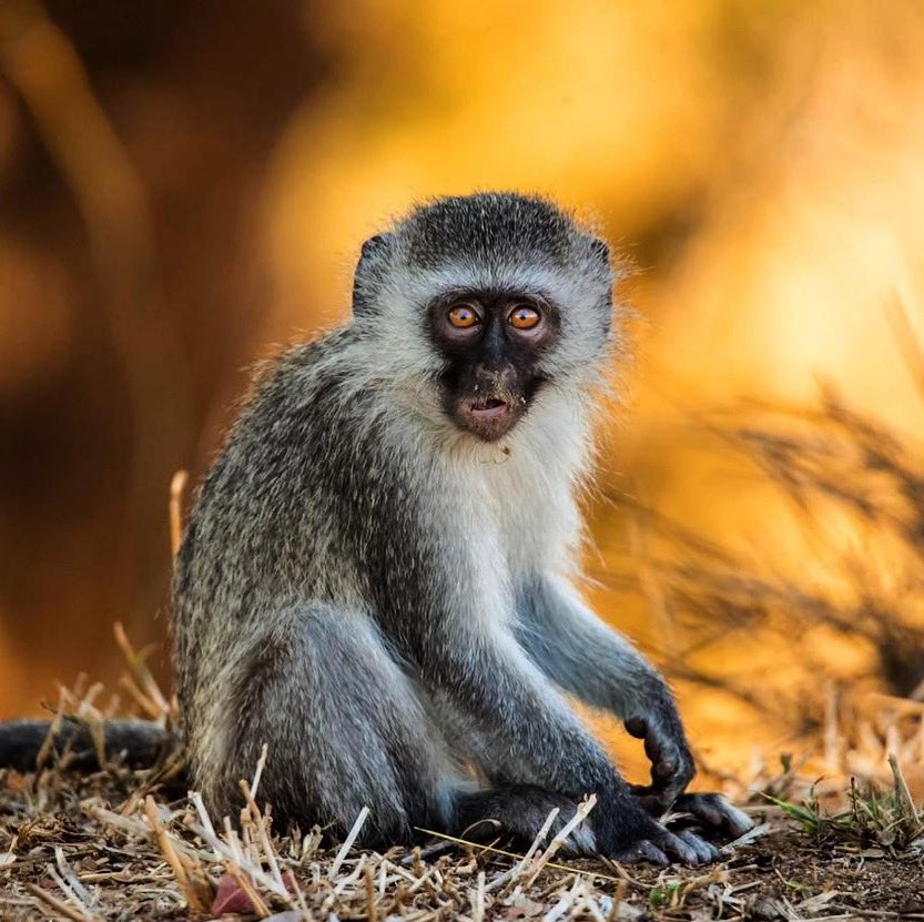 Cheeky, playful and fascinating 🐒

All around the Timbavati you’ll see troops of Vervet Monkeys communing with nature, and with our human community. You can expect some interaction with these playfully mischievous primates as they swing on the trees that shade River Lodge’s deck
