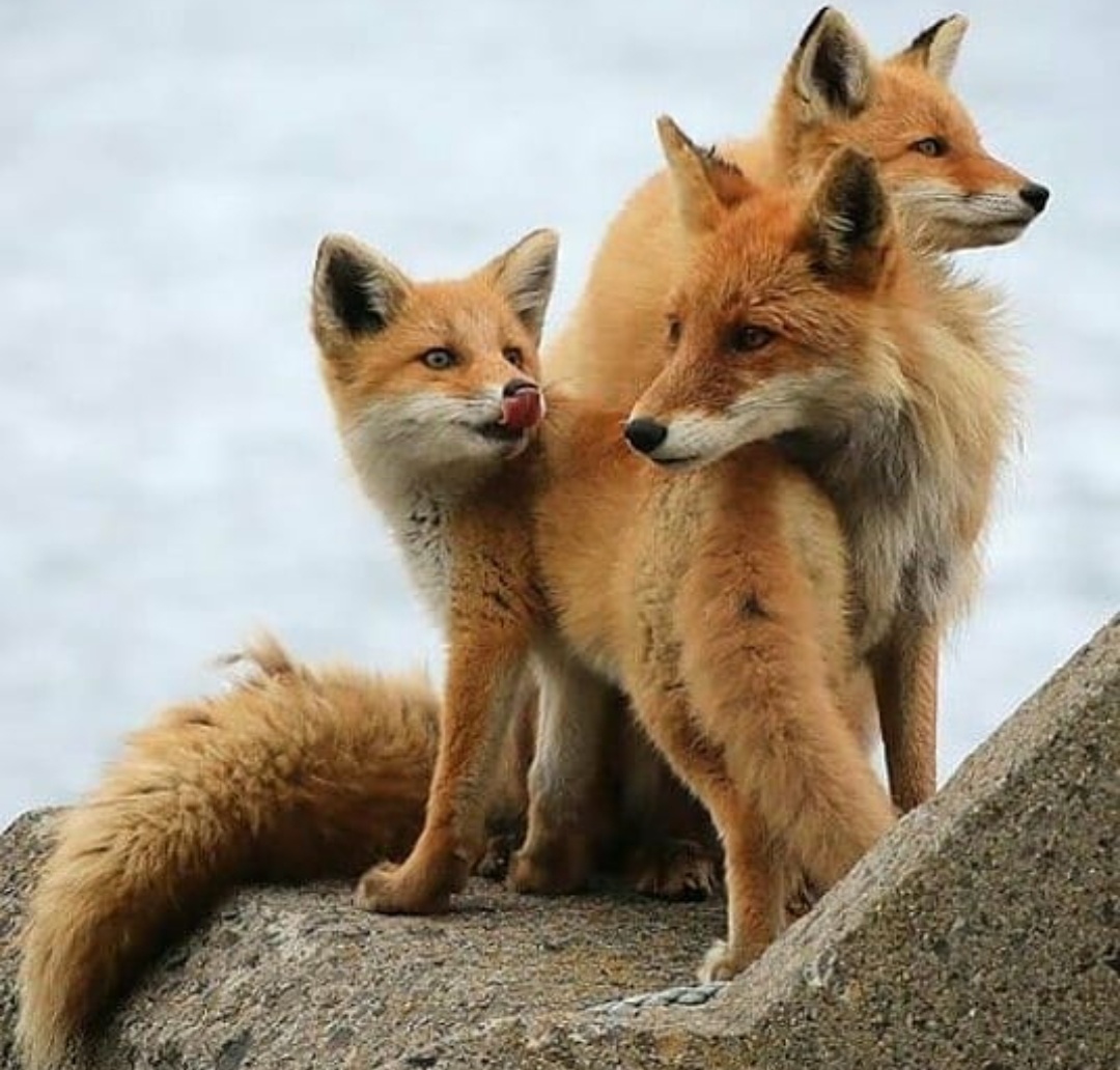 the_dailyfox's tweet photo. Foxes, foxes, foxes #dailyfox https://t.co/JNEBmNGzna