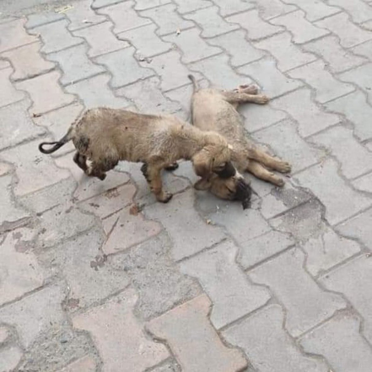 pawsitivesanc tweet picture