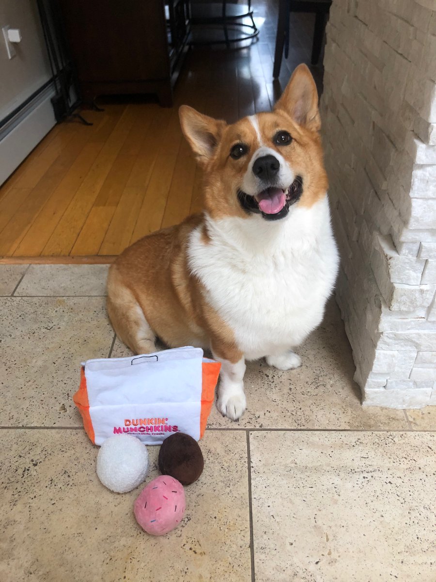 NicoleCoqueran's tweet photo. Hey @dunkindonuts it’s Dunkin the Corgi with the new @Bark toys! He just get get enough of those munchkins! #Dunkin #dunkindonuts #bark #Corgi #CorgiCrew https://t.co/Fpf6tiOMlF