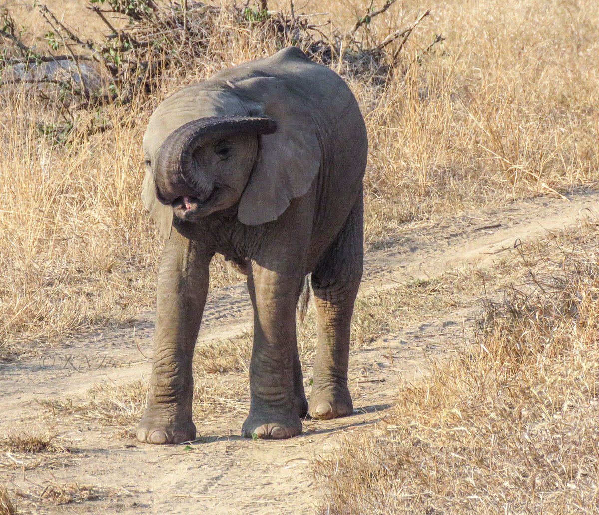 Here’s an African Elephant calf for #WorldElephantDay! Just like human infants, elephant calves can be a little awkward and don’t quite know what do do with their trunks at first—they can step on them or even just swing them around sometimes! #wildlife #Africa