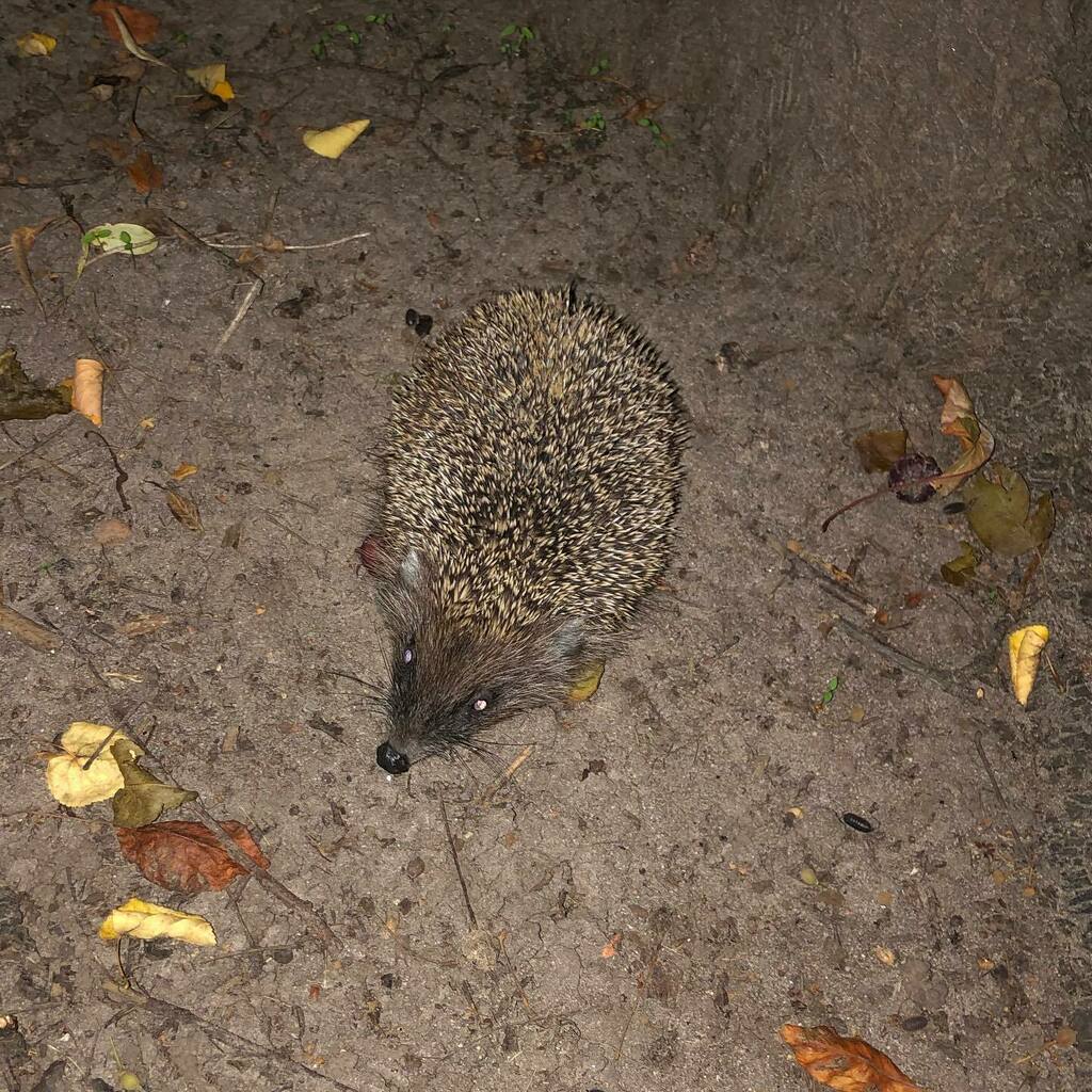 Tazmansky's tweet image. #jerzyk #MiejskoeZOO [via Instagram instagr.am/p/CDzjMognTgx/]