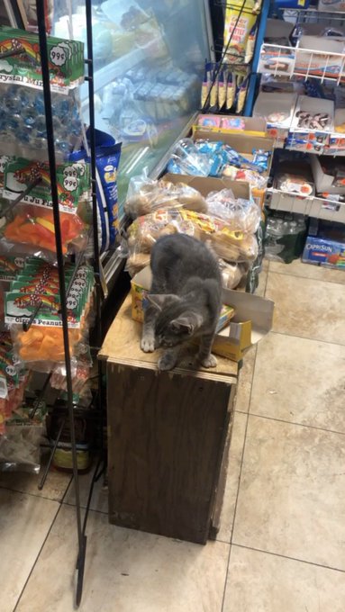 bodegacat