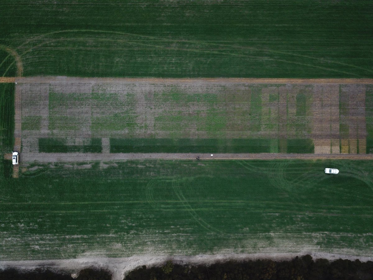 A good perspective of the South East Agronomy Research Herbicide matrix Trial - 320 plots to rate for Herbicide effect and some fantastic lessons to learn - some great future opportunities! Looking forward to the SEAS client field day to showcase the site!