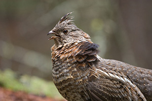 OutdoorNews's tweet photo. Project: WNV still showing up in ruffed grouse, but is there some good news here, too? @mndnr @WDNR @MichiganDNR #WestNileVirus #WNV #RuffedGrouse #ruffies https://t.co/QfdfttzvnM https://t.co/fxHneQhngM