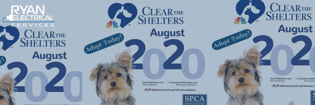 Did you know? August is Clear the Shelters month! Our owner Jack is a proud owner of rescue dogs. Approximately 6.5 million companion animals enter shelters nationwide each year. You can help change that and be a part of the difference. What do you say?
