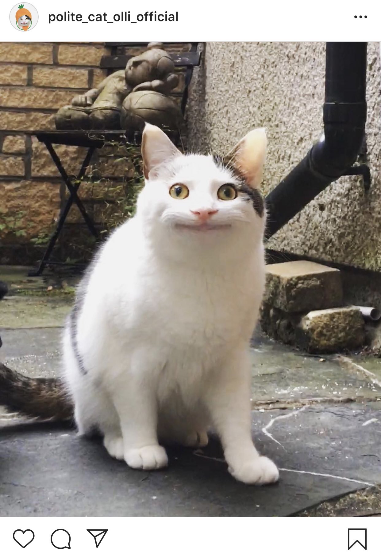 イエス キリスト インスタで有名な 丁寧に笑う猫 ほんとじわじわくる顔してるし4枚目に至っては完全に笑わせにきてる T Co C9r25hh1qz Twitter
