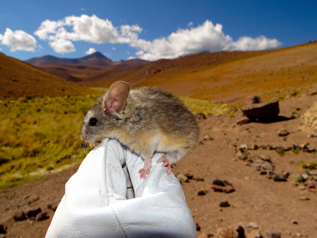 標高6379ｍで捕獲されたネズミの耳にジェイソン ステイサムが生えている件について トラポのステイサム Togetter