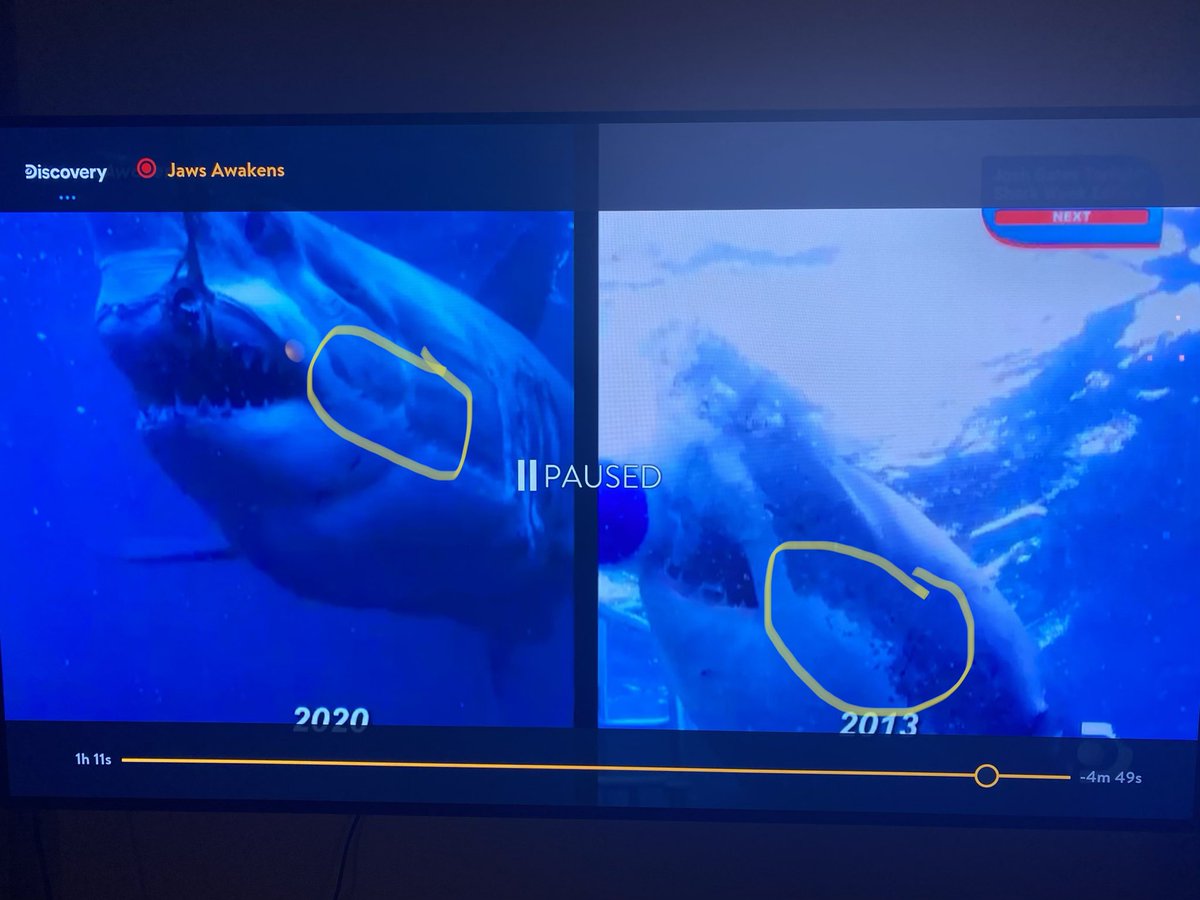james_mi's tweet photo. #SharkWeek definitely not #phred https://t.co/Eb85hHxivL