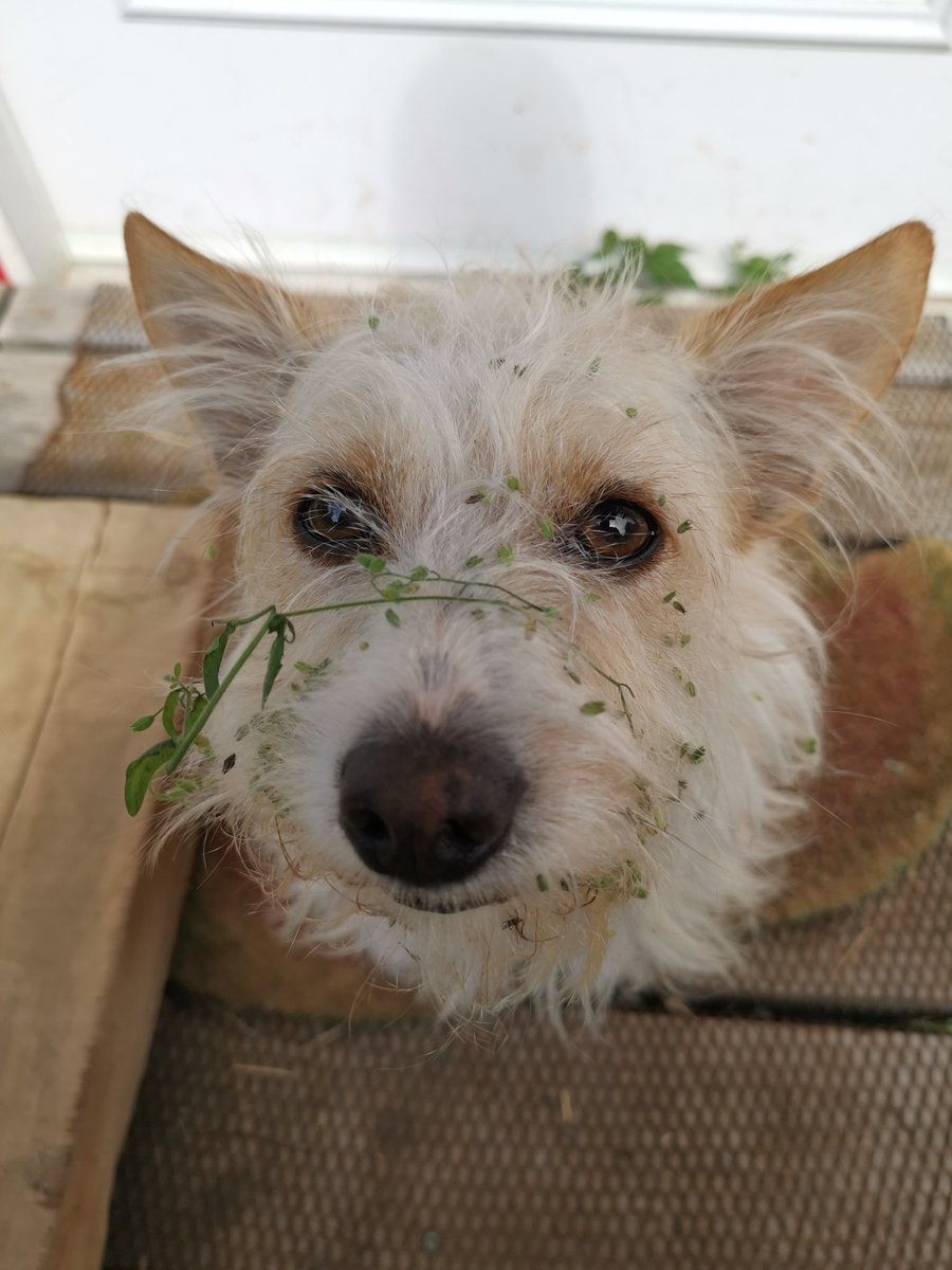 geordiemuppet's tweet photo. I present to you her Royal Furriness Princess BURRbarella who did not enjoy being brushed out any more than she did being infested with burrs. #DogsOfTwitter #Dog #AdventurePip https://t.co/GEnvbf3ayP