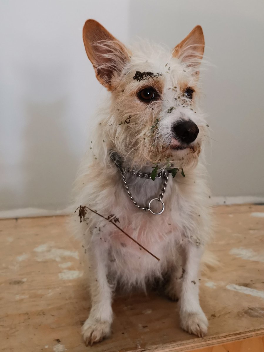 geordiemuppet's tweet photo. I present to you her Royal Furriness Princess BURRbarella who did not enjoy being brushed out any more than she did being infested with burrs. #DogsOfTwitter #Dog #AdventurePip https://t.co/GEnvbf3ayP