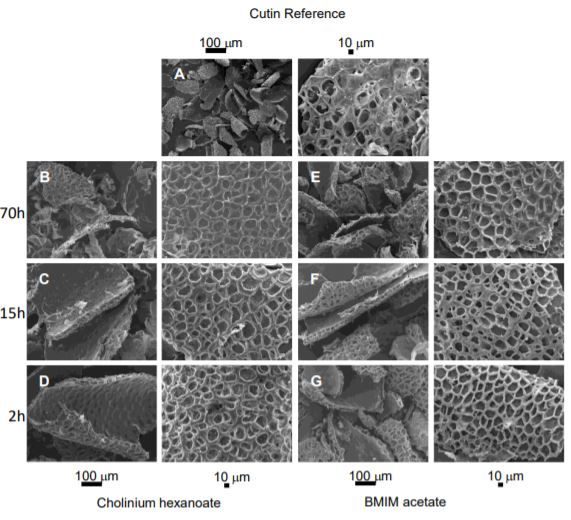 PlantPhys's tweet photo. An ionic liquid extraction that preserves the molecular structure of cutin shown by nuclear magnetic resonance #CellWalls #Cuticle #Waxes #PlantBiology #PlantSci https://t.co/1UfSyXKGOL https://t.co/bieMZ59fab