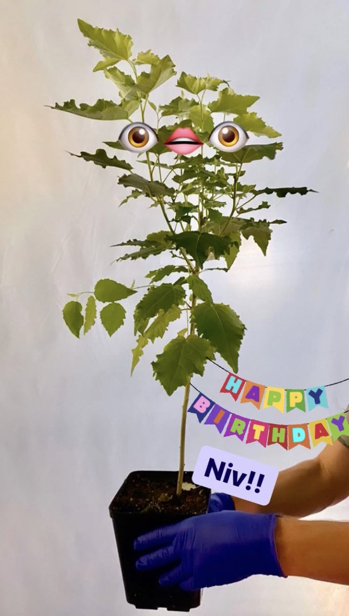 maddiehalla's tweet image. In honor of @Nivo0o0’s bday, we made him an extra special tree. #ItIsWhatItIs and it is a tree from the future! 🌱#teamtree