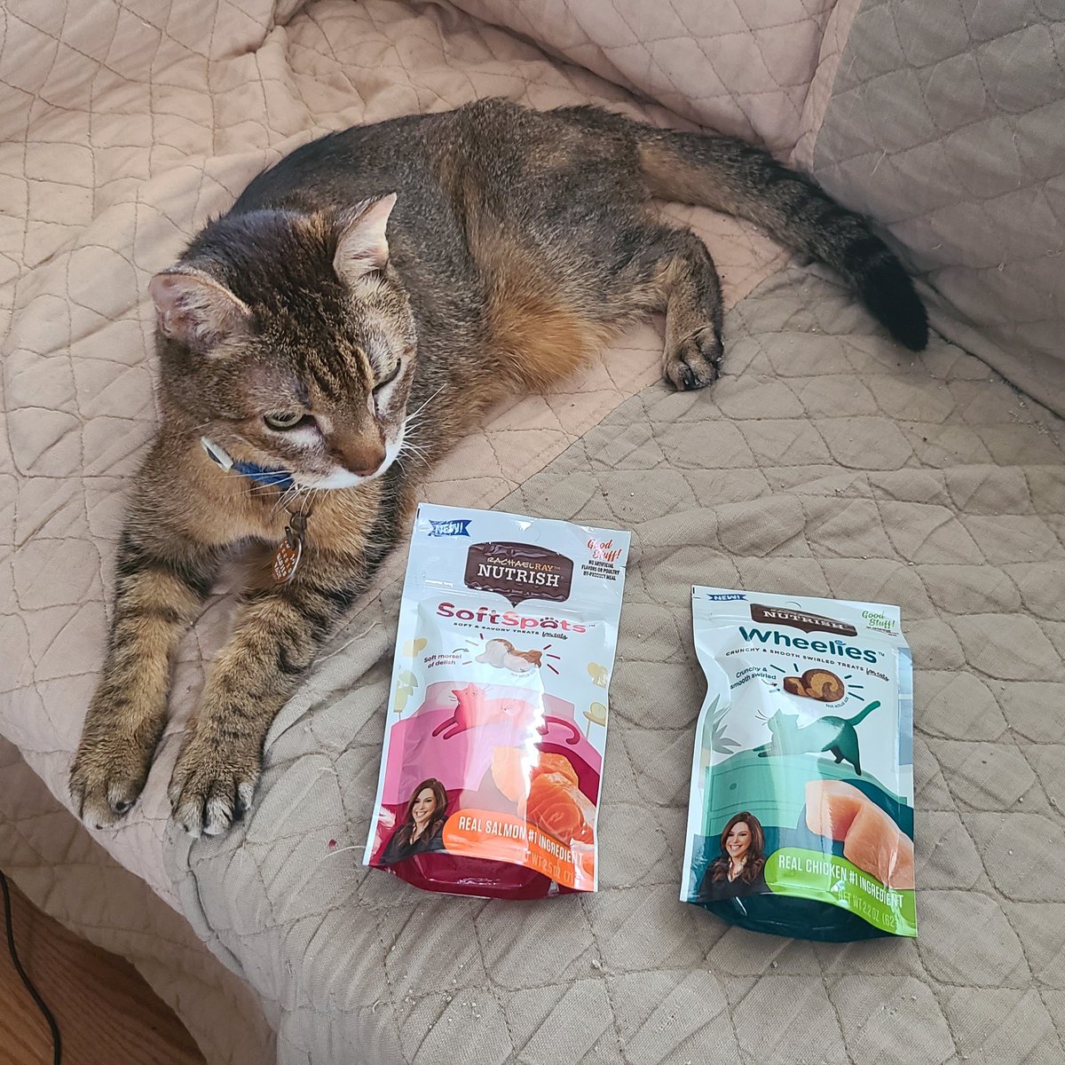 BKBiz's tweet photo. Just got Rachael Ray™ Nutrish® Cat Treats Chat Pack from @RippleStreetFun. Our fur babies love them!  #NutrishCatTreatsPack #Sponsored https://t.co/naHsQ4Honw