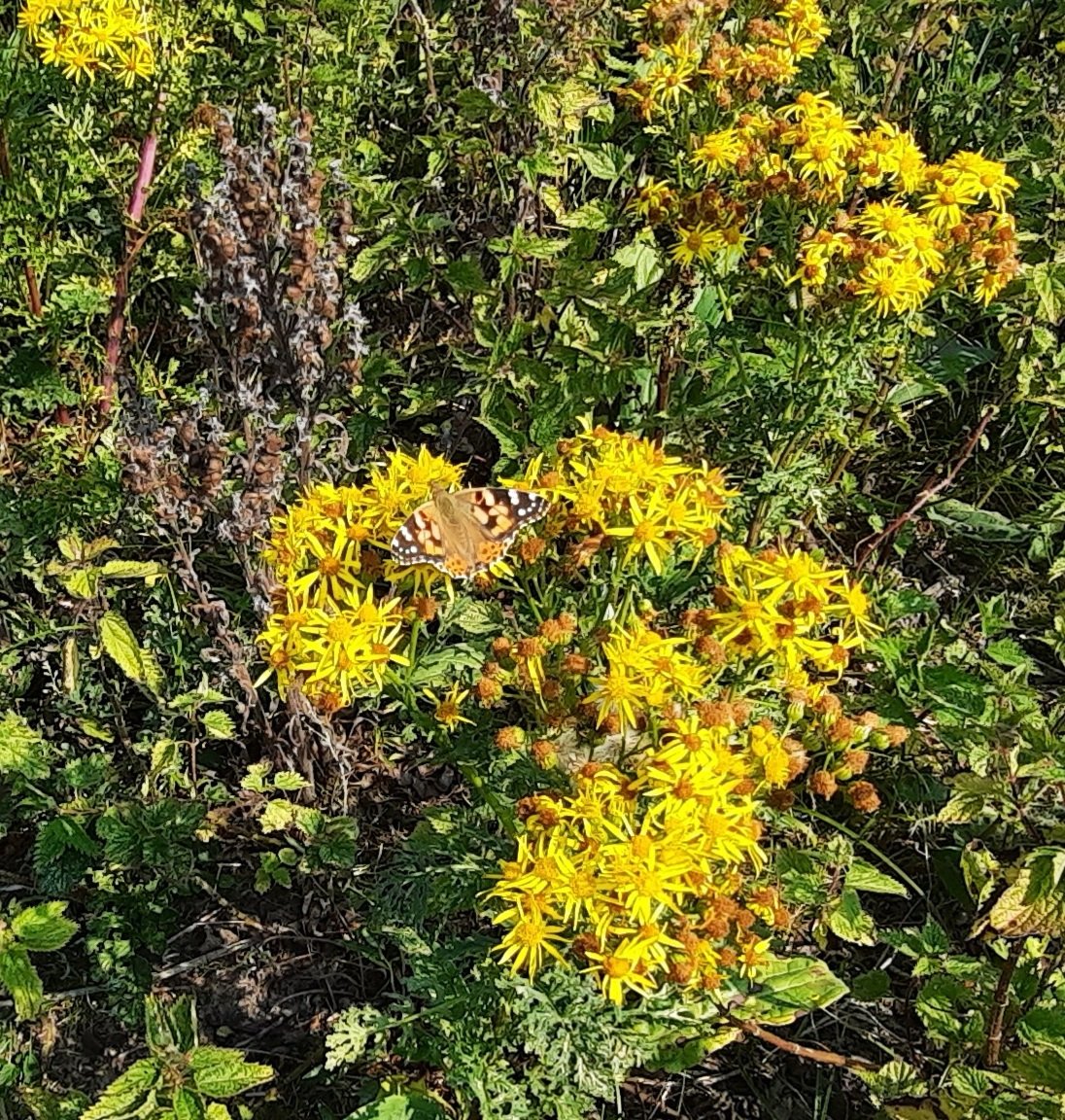 sadoldsamurai's tweet photo. Today's highlights #InvasiveSpecies removal in the sun, excellent @Swallowfishltd kipper sarnie from #Baitbox for lunch and @coast_care s Rob spotted what became my first sighting of a #PaintedLady in 2020 https://t.co/N57nGYH1b1
