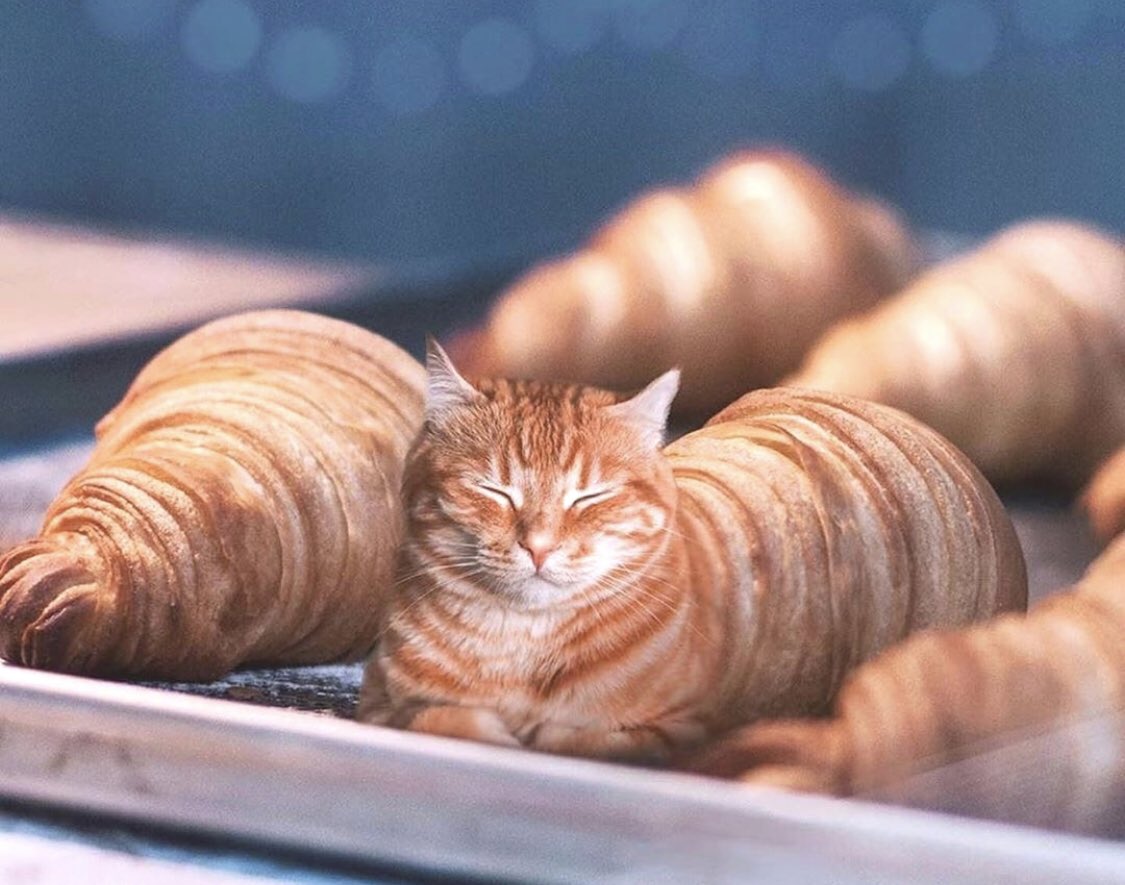 ScottPaulGraham's tweet photo. Tabby croissant https://t.co/eSAAyne4iz