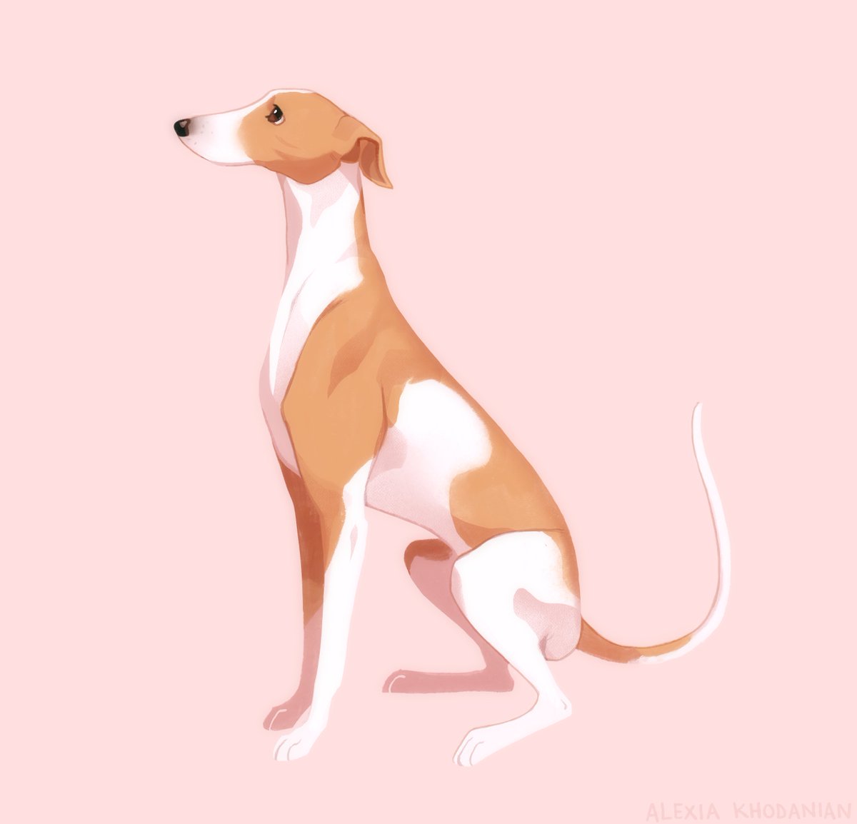  #Doggust day 12: My favorite doggie of all, the holy grail of creatures, my angel, my life, my soul, the greyhound!