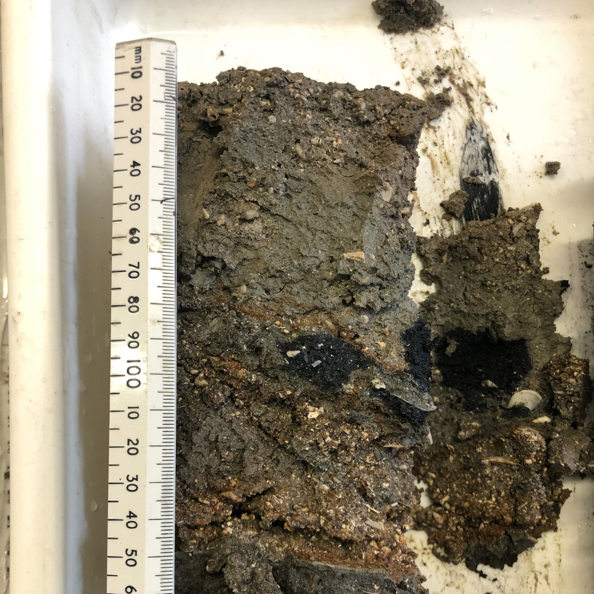 👩‍🎓Our international student @bmorrow9 from @IMBRSea program has submitted her MSc thesis "Effects of tidal inundation on #carbon cycling in hypersaline #saltpond soils: a mesocosm approach" to the University of Ghent (Belgium). 

Congrats on a terrific job! 🤜🏼🤛🏼