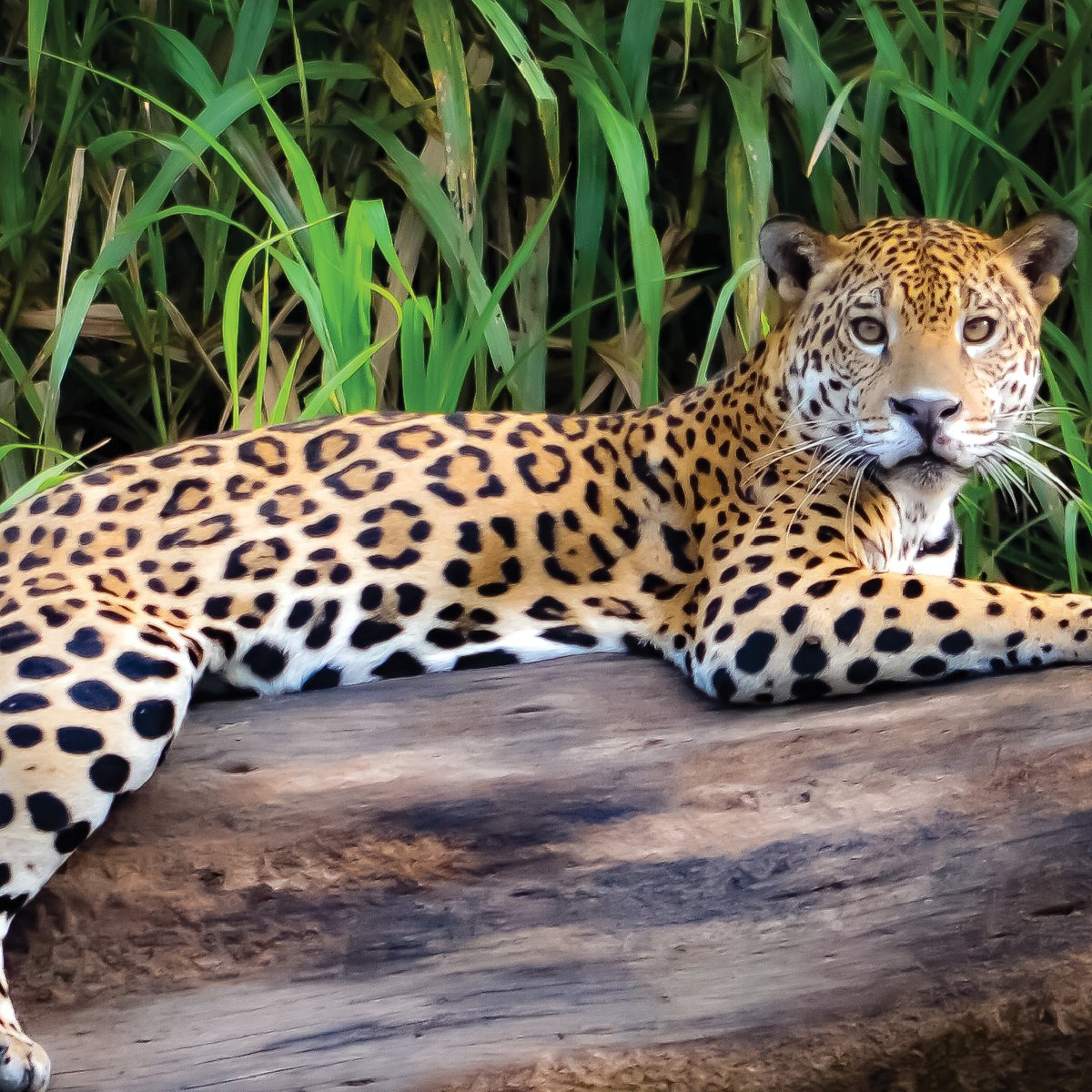 addausa's tweet photo. Scientists say the best way to protect endangered species is to protect the places where they live.  The future depends on the sustainable work we do today. 

#endangered #cheetah #sustainable #ecofriendly #eco #fairtrade #zerowaste #conservation #wildlife #nature https://t.co/YLCdtYKLCH