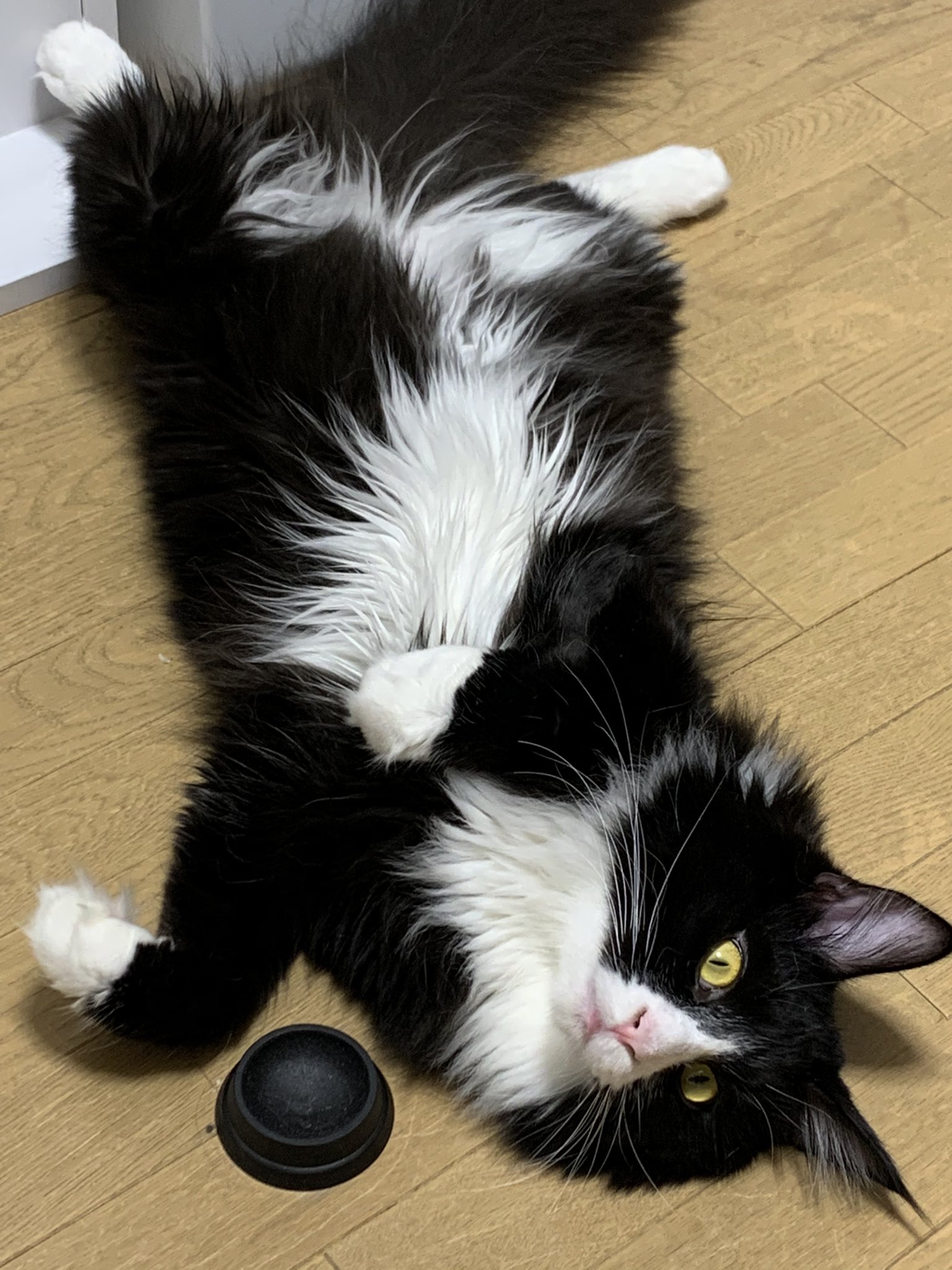 白黒 と黒白 ぼーーーーーー 猫 黒白猫 ハチワレ猫 メインクーン 白黒 と黒白 ぼーーーーーー 猫 黒白猫 ハチワレ猫 メインクーン