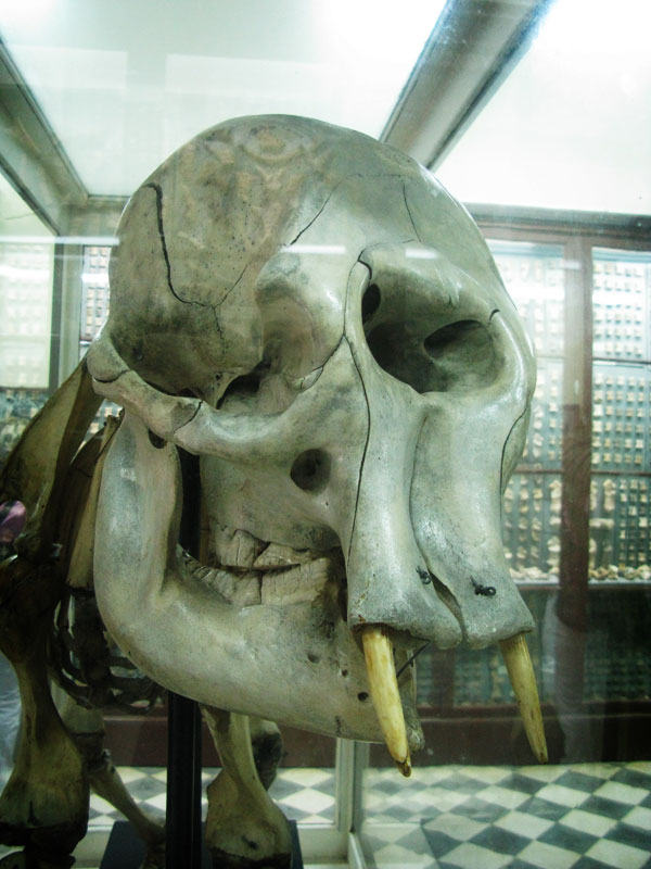 DexWildlife's tweet photo. Did you know?
The myth of the cyclops started when people found gigantic Skulls buried in the ground, due to the shape of it and the giant socket in the middle the legend started of a giant man with one eye. In reality these are just elephant skulls. https://t.co/kCVUo0RyZB