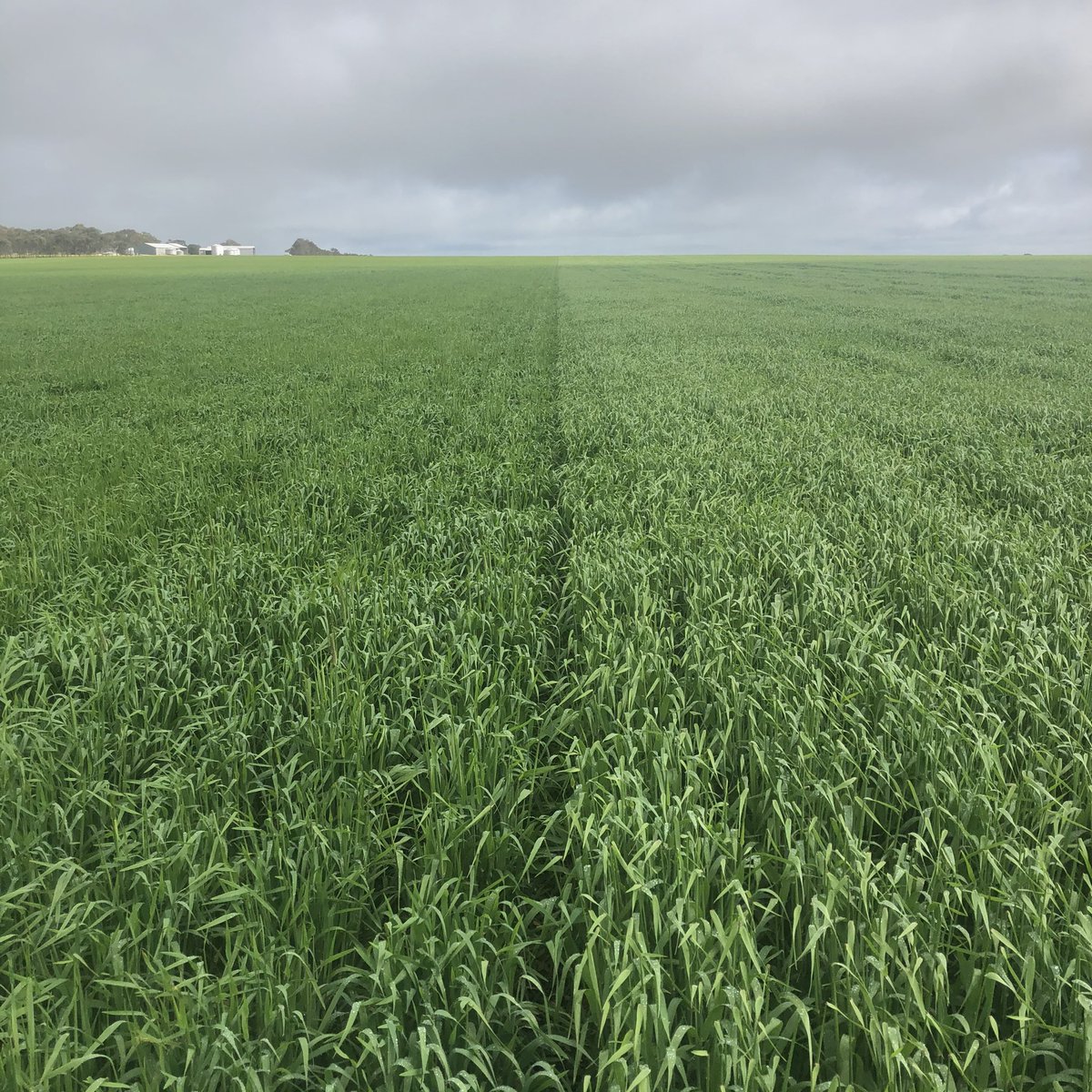 Last bit of Baudin vs Banks, timing very similar GS49 vs GS41; sown 3/5, longer season working in their favour thanks to winter 2020 👍🏾