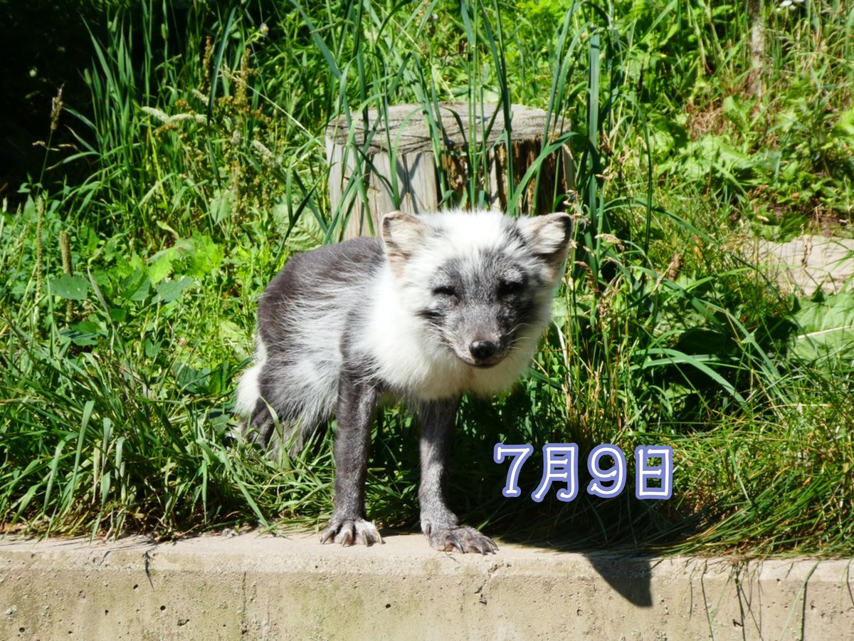 旭川市旭山動物園 公式 ホッキョクギツネ 夏毛になりました 旭山動物園 Asahiyamazoo ホッキョクギツネ Arcticfox