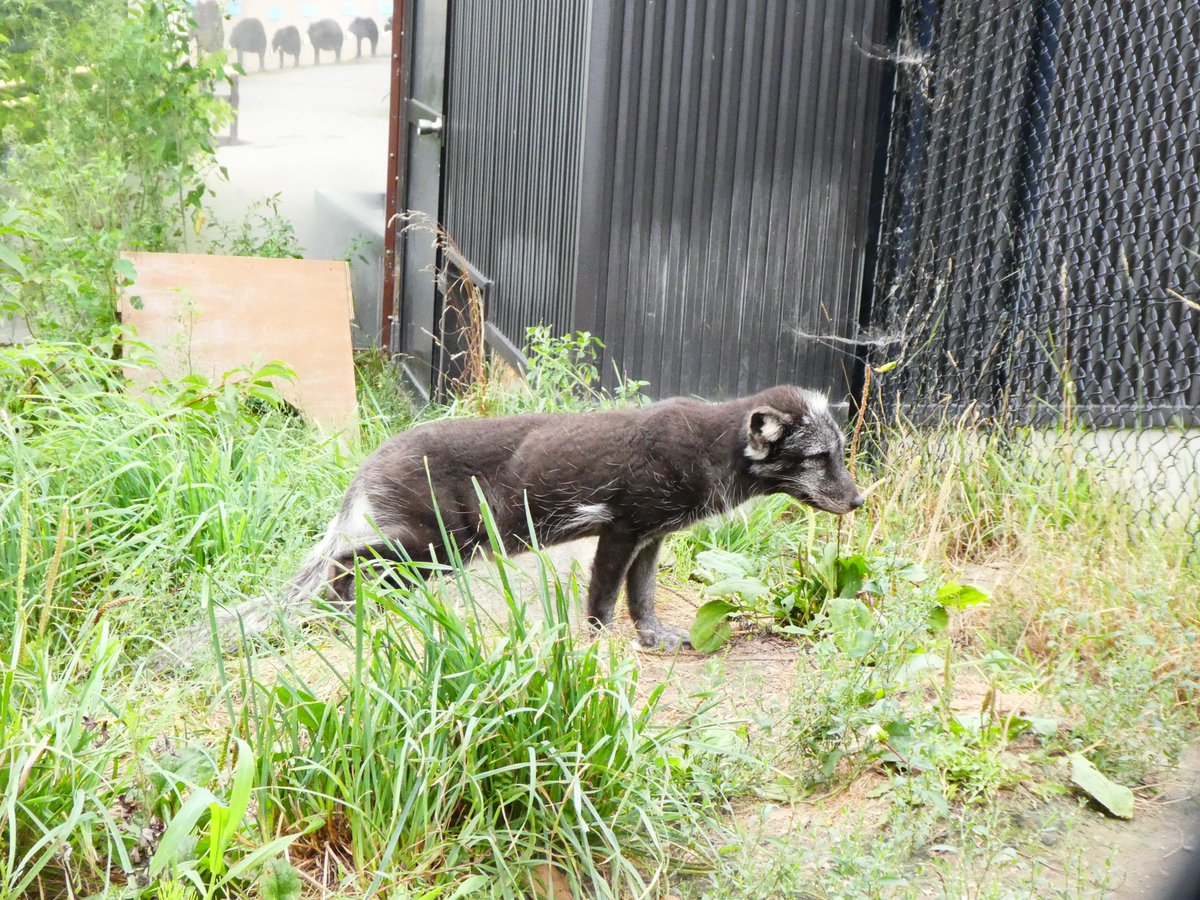 旭川市旭山動物園 公式 ホッキョクギツネ 夏毛になりました 旭山動物園 Asahiyamazoo ホッキョクギツネ Arcticfox