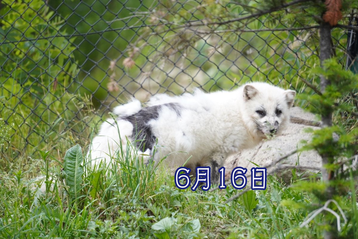 旭川市旭山動物園 公式 ホッキョクギツネ 夏毛になりました 旭山動物園 Asahiyamazoo ホッキョクギツネ Arcticfox