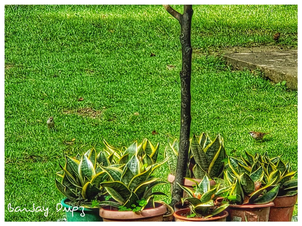 baijaygleven's tweet image. #mobilephotography 📸
#handos