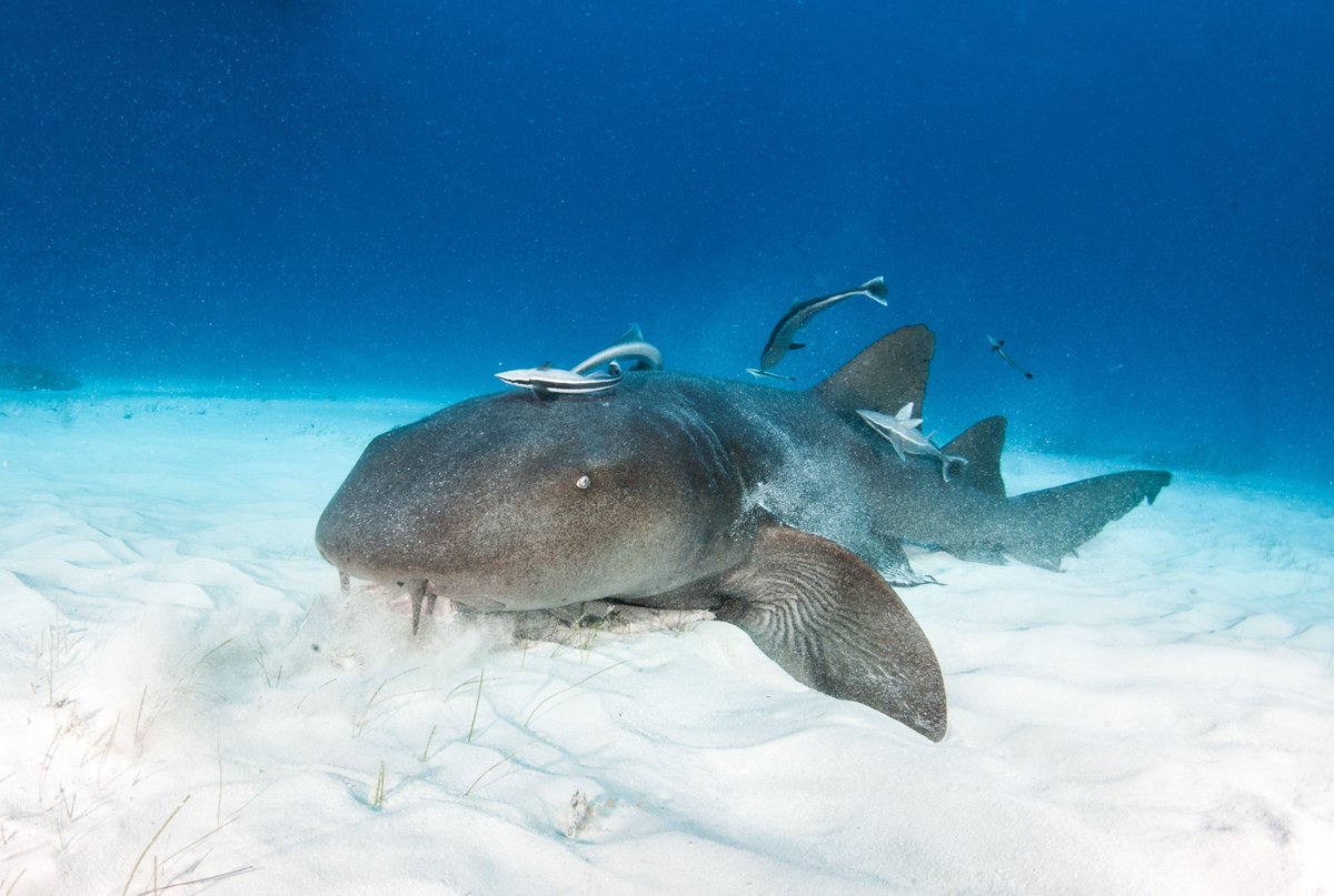 Hey  #SharkWeek, we just saw a nurse  #shark (Ginglymostoma cirratum)! They are an elasmobranch in the family Ginglymostomatidae. Nurse sharks are a gray-brown color and have a long tail that can be up to one-fourth their total length!