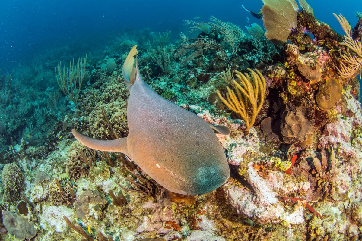  #SharkWeek Nurse  #sharks spend most of the day resting in caves or under ledges, sometimes in groups! During the twilight hours and at night, they become active hunters and prey on fishes, rays, and invertebrates. They are suction feeders.