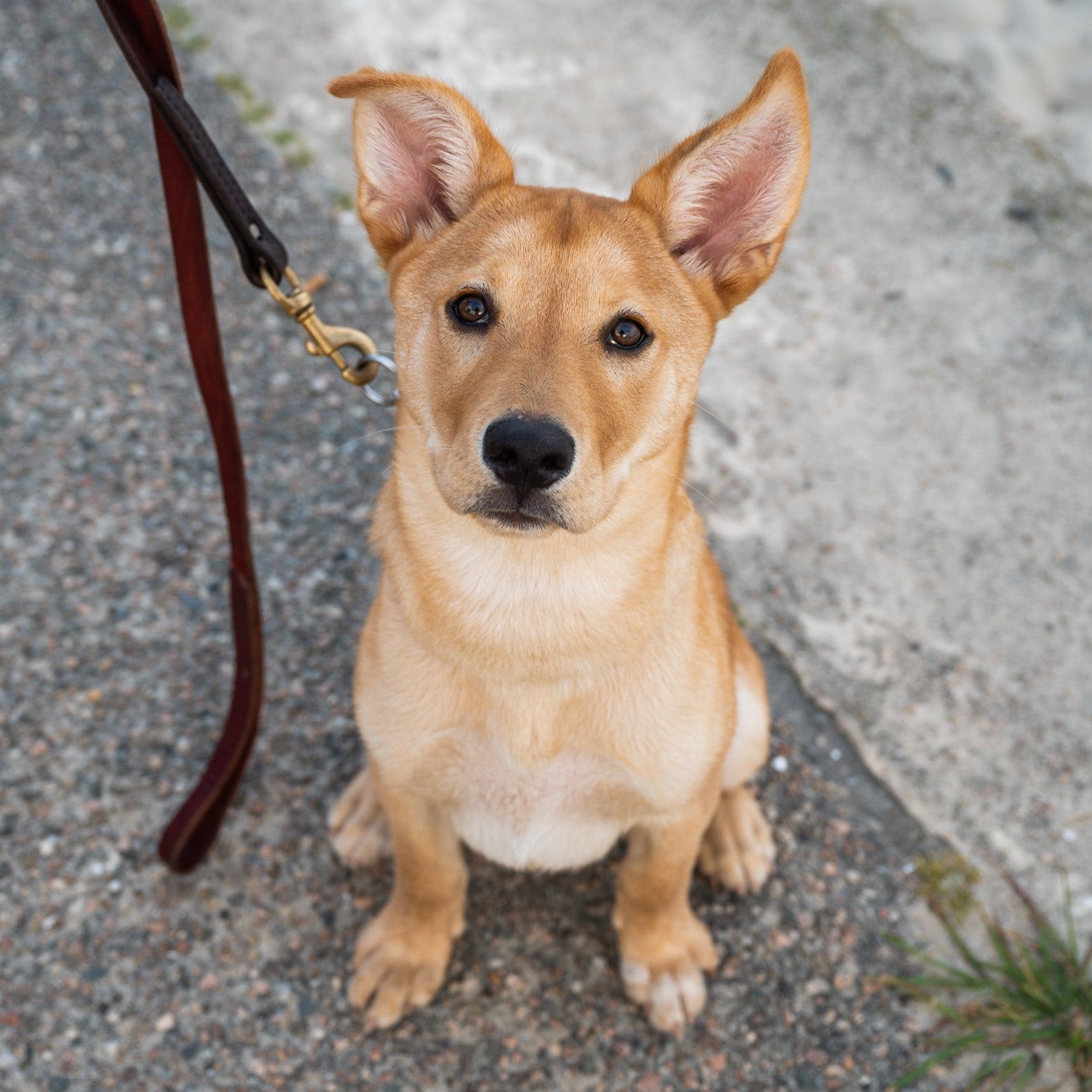 The Dogist on Twitter: "Moose &amp; Milo, Shepherd/Retriever mix &amp; Chihuahua  mix (4m &amp; 8 y/o), Falmouth, MA • “Milo is all bark, no bite. Moose was  found on the road in