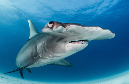  #SharkWeek You may have heard of the narrator say "ampullae of Lorenzini." These are jelly-filled pores which allows  #sharks to detect, among other things, the electrical fields created by prey animals.