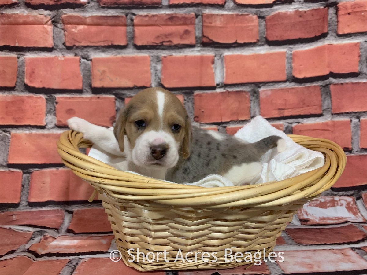 Dorothy’s babies (3.5 weeks old) 
One girl &amp; one boy still unreserved.

Interested? Send us a Puppy Application: shortacresbeagles.com/puppyapplicati…